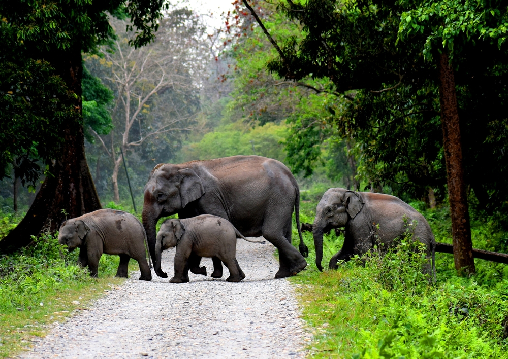 Jaldapara elephant safari in Jaldapara National Park